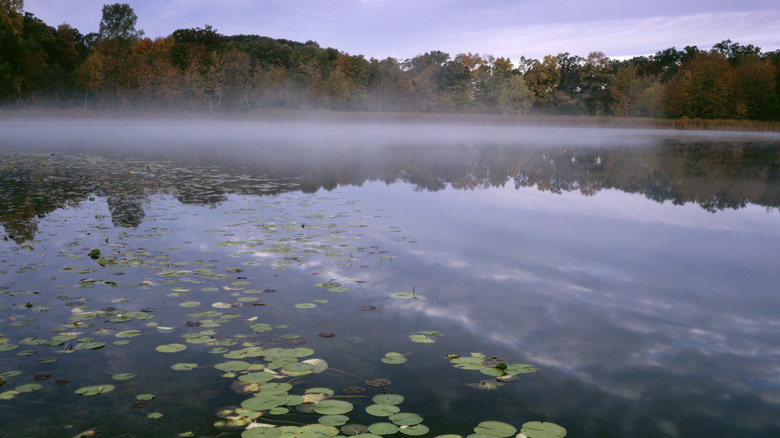 Lily pads lie on the water while mist swirls along the Round Lake shore at WJ Hayes State Park in Lenawee County