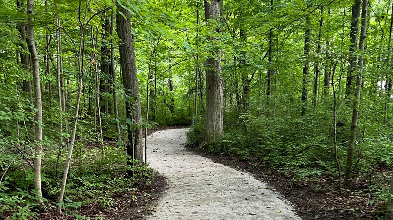 Gravel trail through a forest in Van Wert, Ohio's Hiestand Woods Nature Preserve