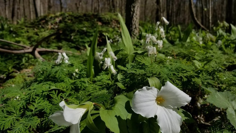 Large white trilliums growing in the woods at Edna W. Spurgeon Woodland Reserve, Ligonier, Indiana