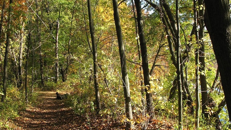Forested trails in Hidden Marsh Sanctuary in Three Rivers, Michigan