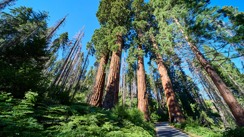 Giant trees in Sequoia National Park