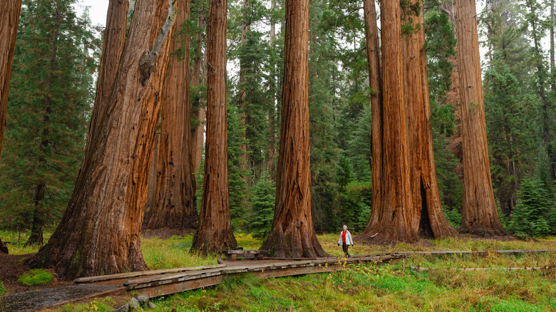A hiker is dwarfed by a grove of giant sequoias