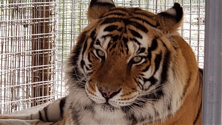An orange tiger sitting in an enclosure at the Endangered Animal Rescue Shelter in Citra.