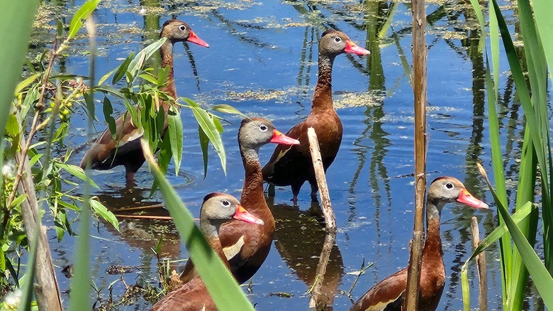Five black-bellied ducks standing in the marsh at the Ocala Wetland Recharge Park in Florida