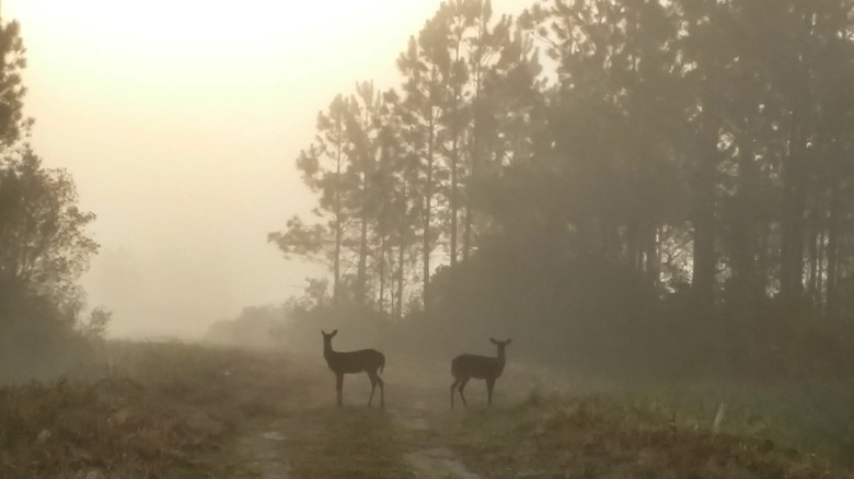 Two deers stand on a trail at dawn in Mallory Swamp.