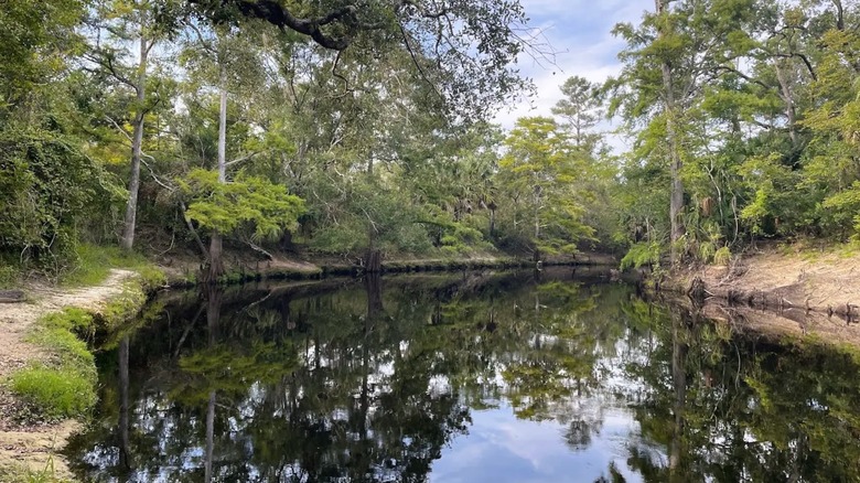 The calm, dark-colored water of the Steinhatchee River in Florida, surrounded by eroded riverbanks and greenery.