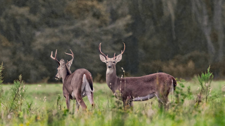 Deer in Halpata Tastanaki Preserve.