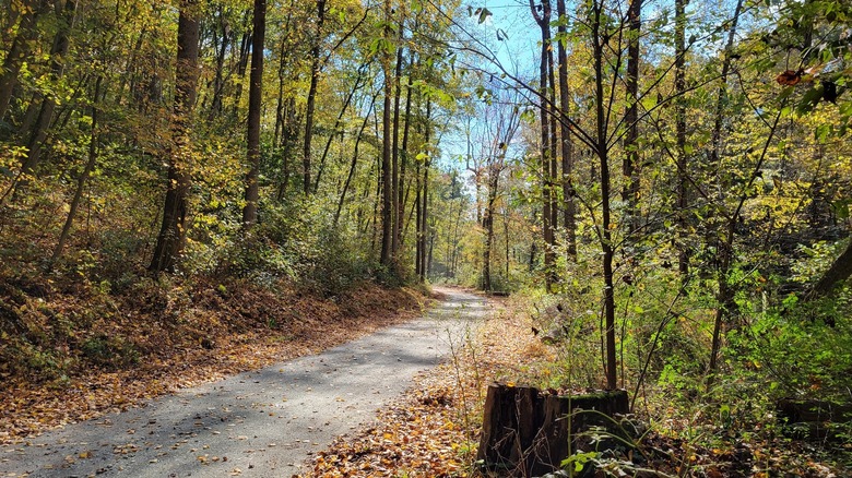 A trail surrounded by trees at Fishing Creek Nature Preserve, Drumore, Pennsylvania