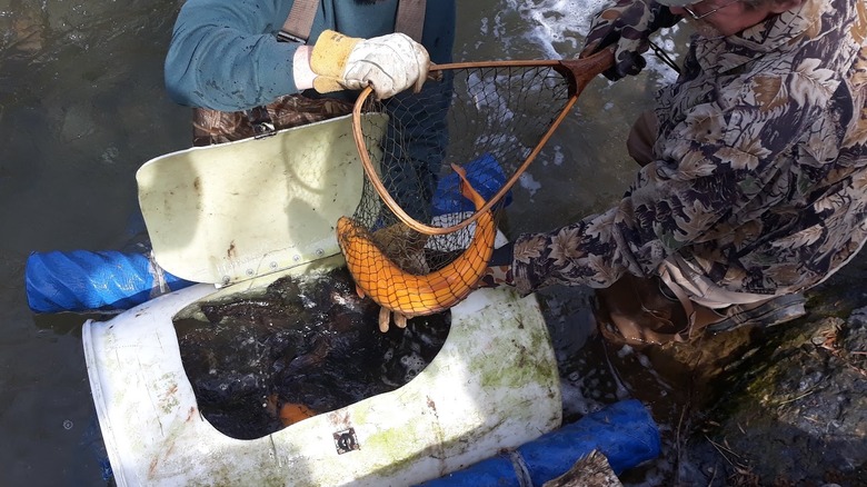 Two fishermen with a large orange fish in a net at Fishing Creek Nature Preserve, Drumore, Pennsylvania