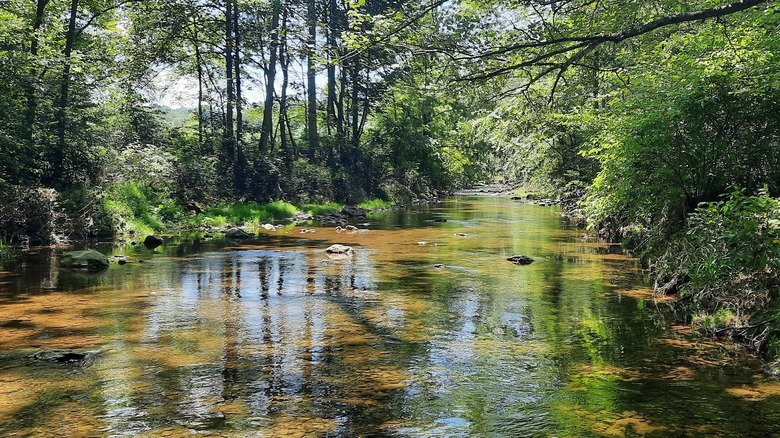 Fishing Creek Nature Preserve, Drumore, Pennsylvania