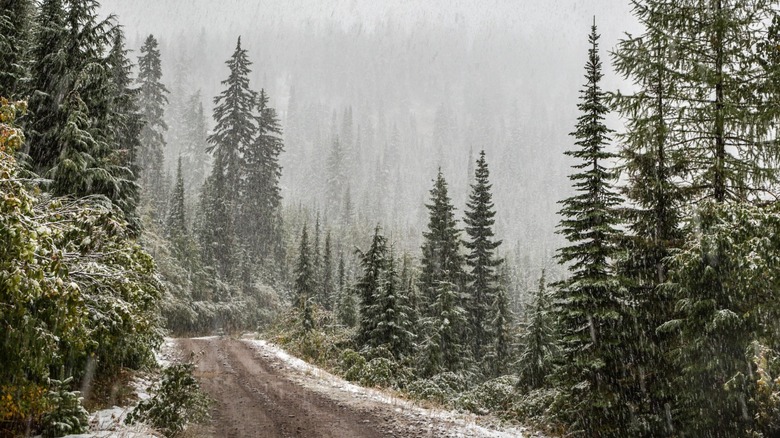 Snowy path through evergreen forest in Noxon, Montana
