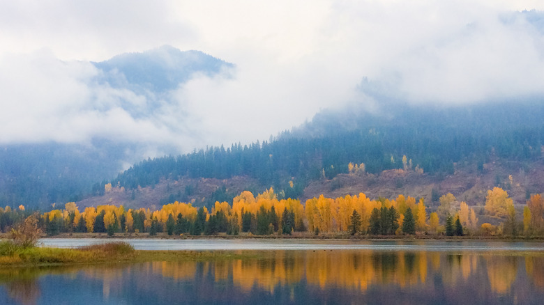 Trees on a mountainside in Noxon, Montana
