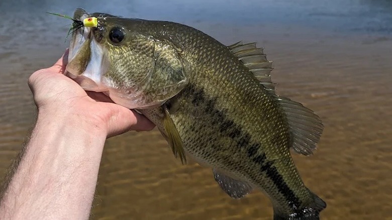 A hand holding a fish at Duck Lake State Park