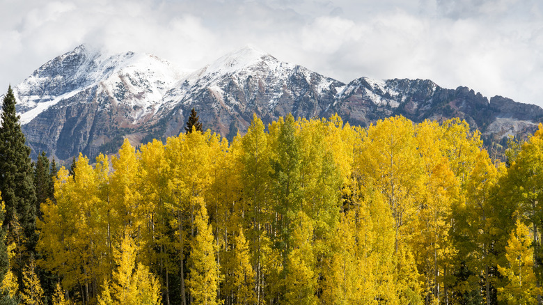 The peak of Mount Owen covered in snow and surrounded by aspen trees