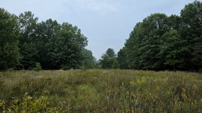 A view of tall grasses and trees at the Grand Beach Marsh Preserve