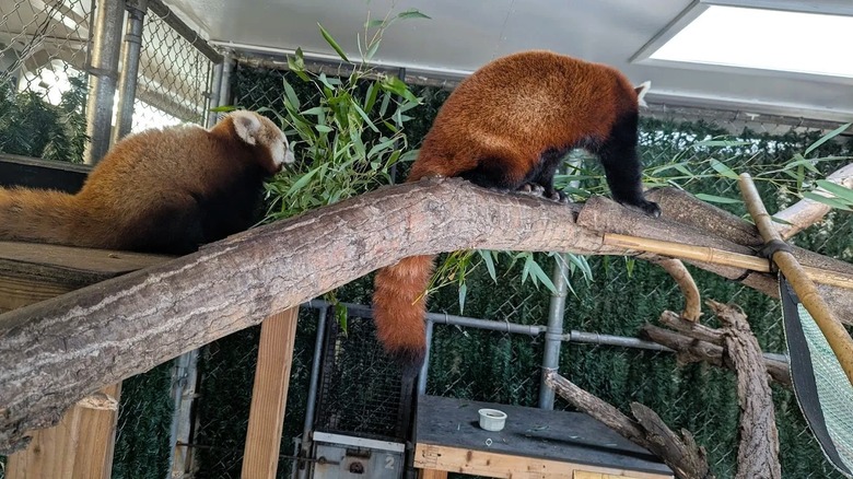 Two red pandas on a branch inside an enclosure at the Potter Park Zoo near Haslett, Michigan.