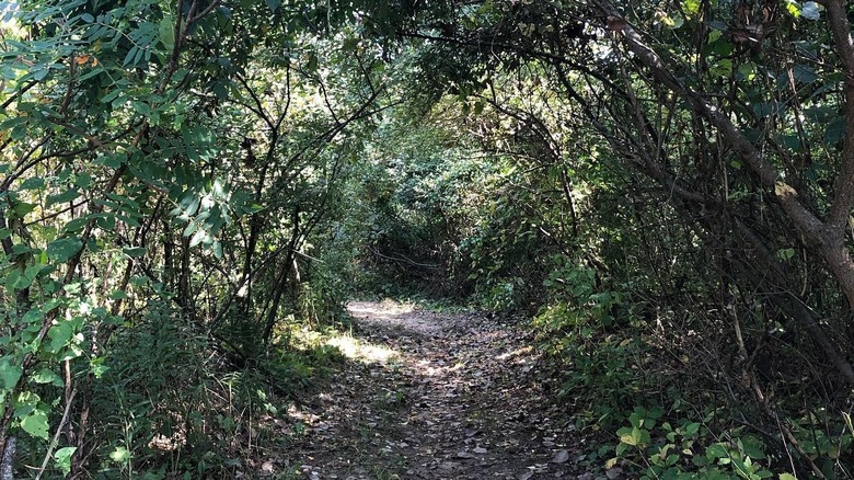 Shaded dirt trail surrounded by foliage forming at Bass River Recreation Area in Ottawa County, Michigan