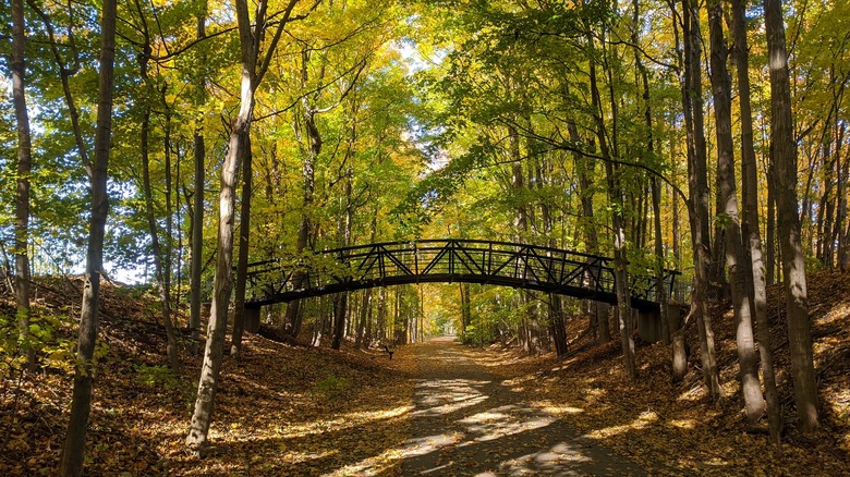 The tree-lined Kent Trail with tall trunks, light green leaves on the branches, orange leaves on the ground, and a little foot bridge going above the trail