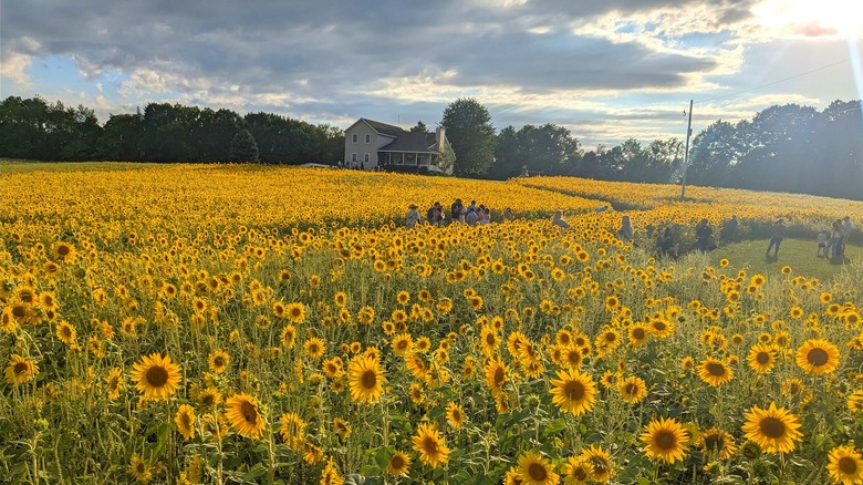 The sunflower fields of Gorby Sunflowers in full bloom.