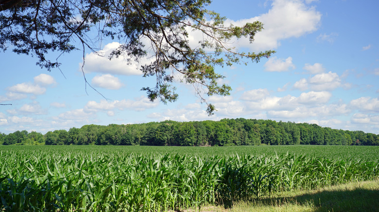 A view of a field and trees at Ionia State Recreation Area