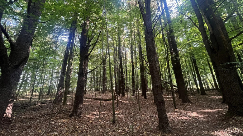 Tall trees line a forest trail at Grose Park, with sunlight filtering through the shaded canopy above.