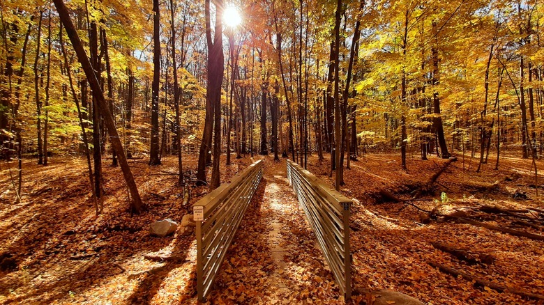 Wooden boardwalk covered in colorful fall foliage along a trail at Newaygo State Park.