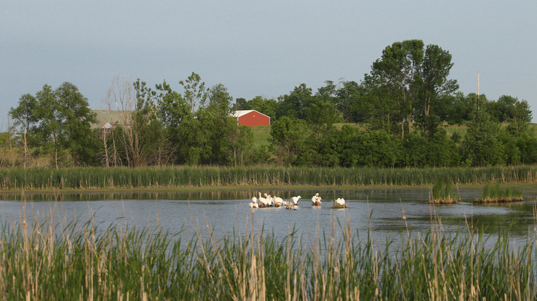 Different birds gather on a small island in the middle of the river that flows through The Sheboygan Marsh Wildlife Area