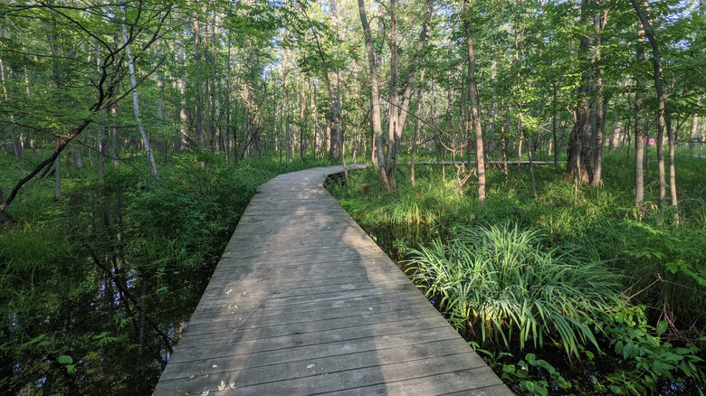 Boardwalk trail at through wetland forest in Heckrodt Nature Reserve, Wisconsin