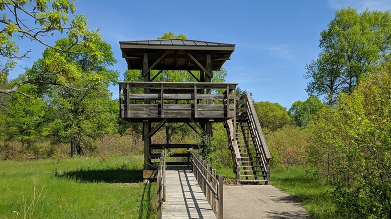Wooden observation tower along the Barrens Nature Trail surrounded by greenery at Buckhorn State Park, Wisconsin