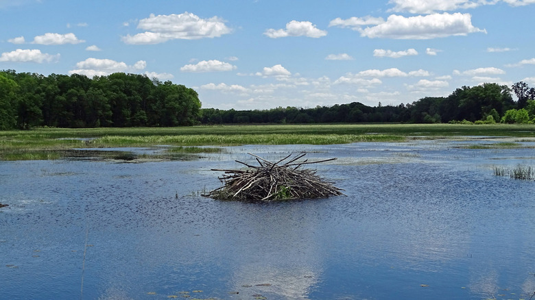 A beaver hut in the Sandhill State Wildlife Area near Babcock, Wisconsin