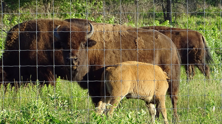 Bison in the Sandhill State Wildlife Area in Babcock, Wisconsin