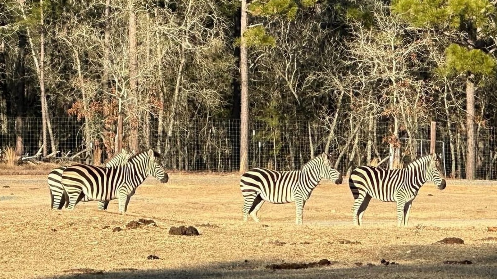 Between Greensboro And Fayetteville Is North Carolina's Safari Experience With Unique, Interactive Attractions