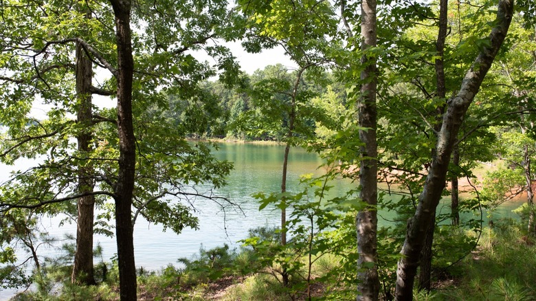 Trail through Sadlers Creek State Park