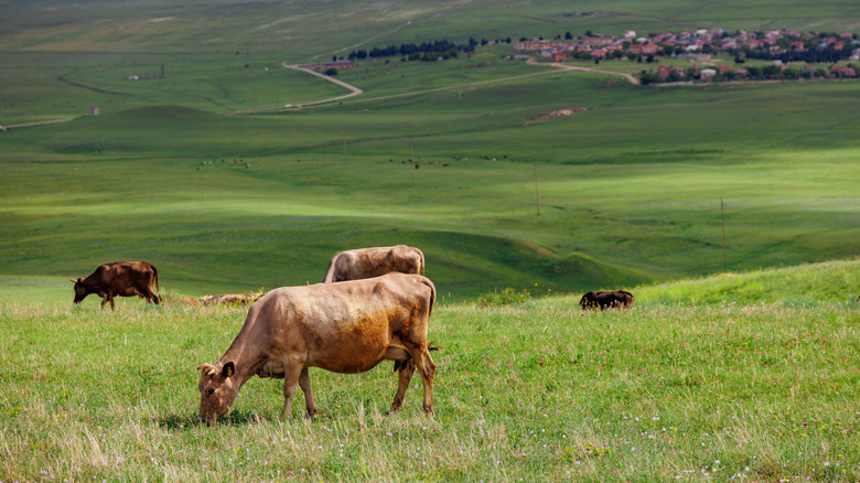 cows grazing on field in north georgia with town in background