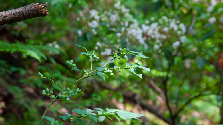 Mountain laurel flowers in Pennsylvania.
