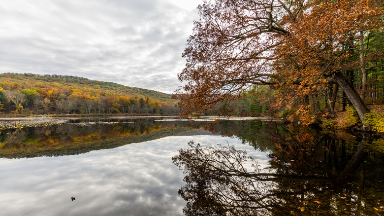Pine Grove Furnace State Park in the fall, with trees surrounding water
