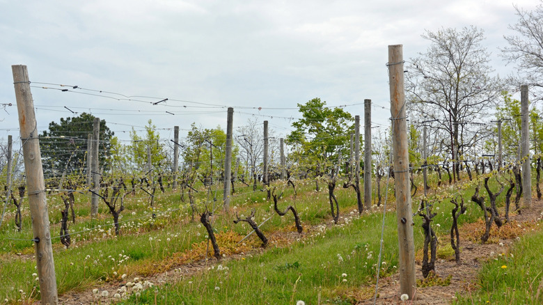 Vineyard near Grimsby, Ontario, Canada
