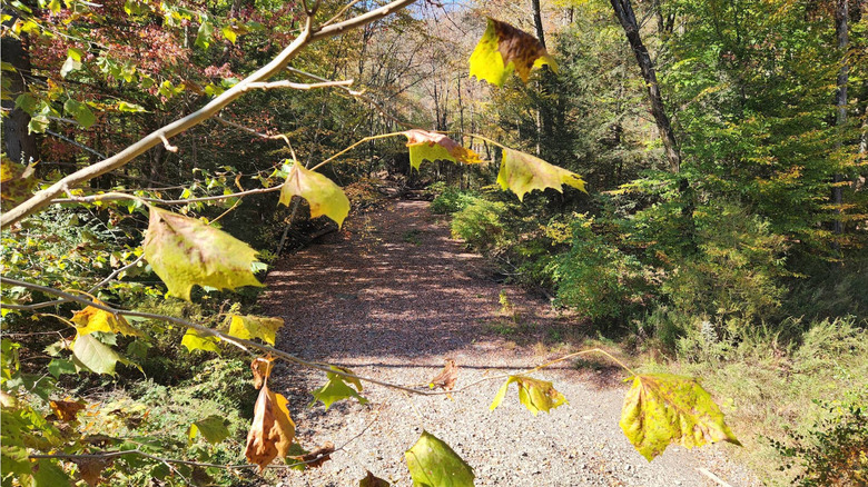 Hiking path surrounded by trees and leaves in Swatara State Park.