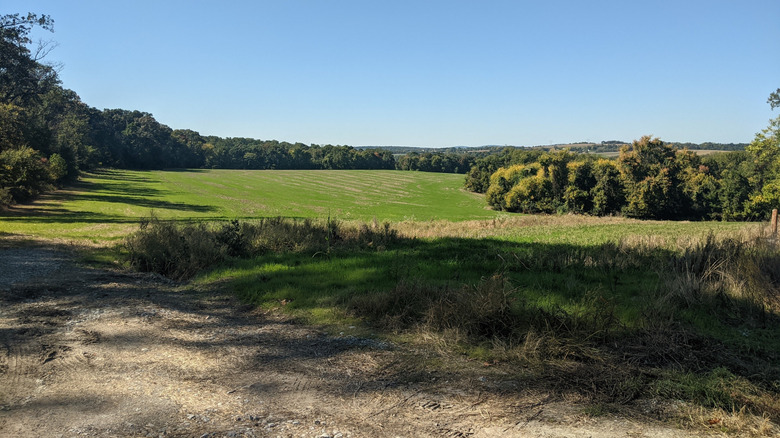 Grove of trees at Susquehanna Riverlands State Park