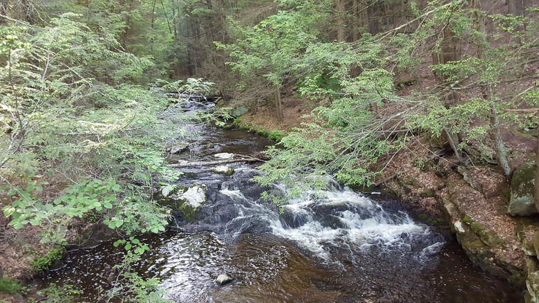 Ginger Creek in Campbell Falls State Park is perfect for fishing
