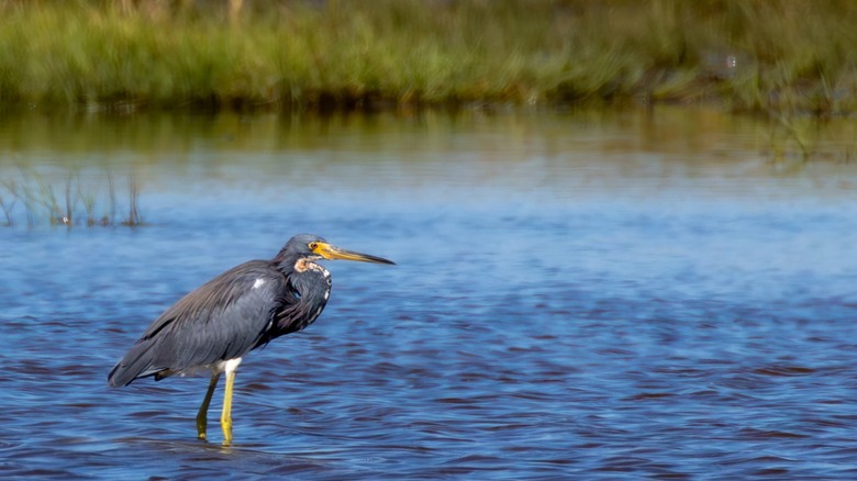 Brazoria National Wildlife Refuge in Texas