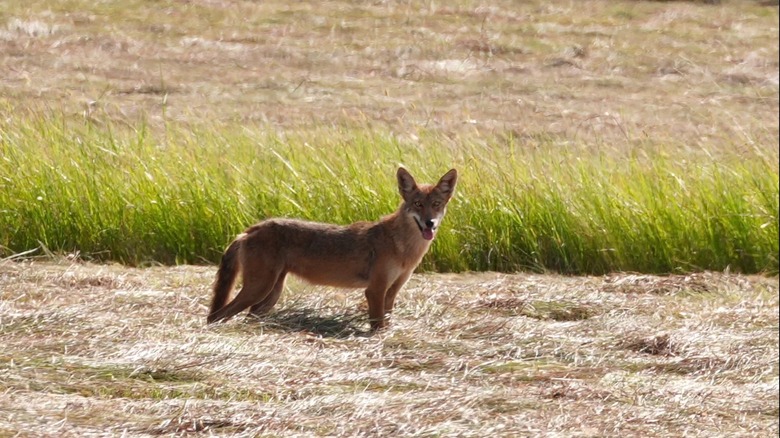 Brazoria National Wildlife Refuge in Texas