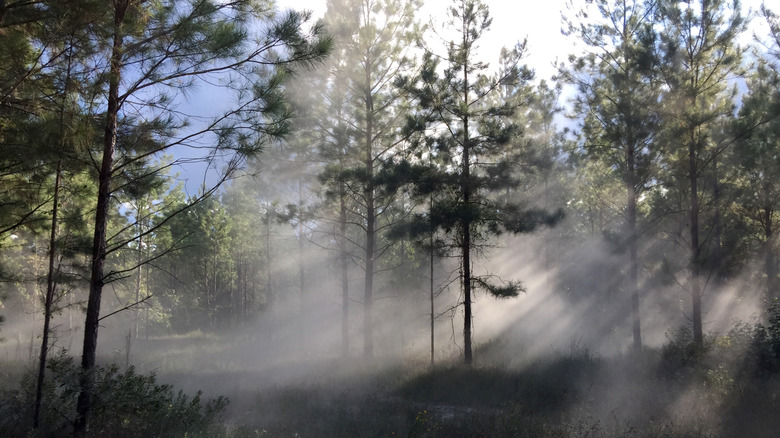 Fog through Texas trees