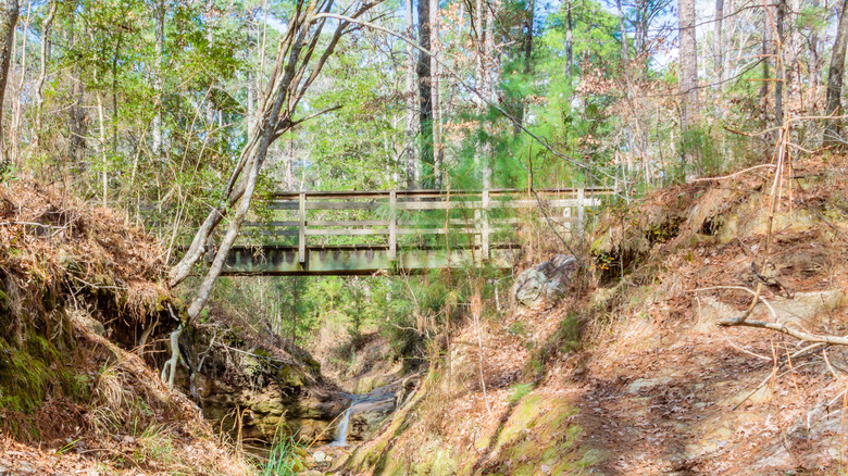 Angelina National Forest scene