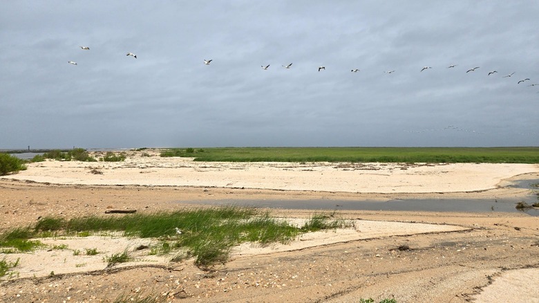 A flock of birds flies over winding sandbars and marshes at Rockefeller State Wildlife Refuge