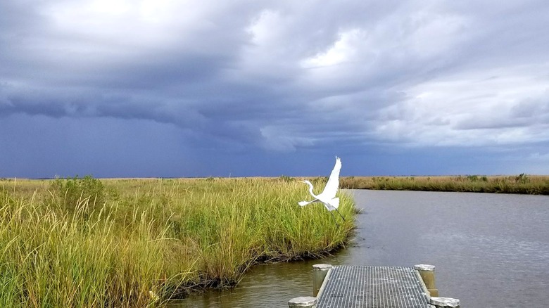 A great egret flies off a dock on a stormy day at Rockefeller Wildlife Refuge in Louisiana