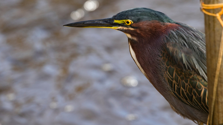A green heron photographed at Rockefeller Wildlife Refuge.