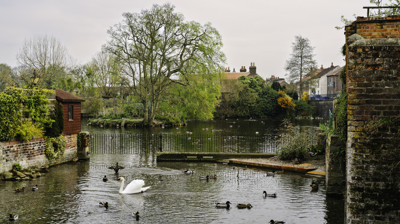 Ducks and a swan swimming in the water near old walls, houses, and trees in Nafferton Mere