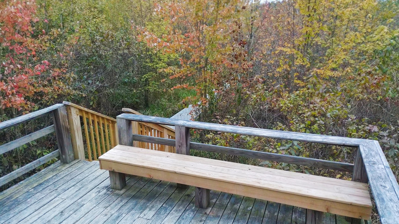 Boardwalk through lush greenery at Beanblossom Bottoms Nature Preserve, Indiana