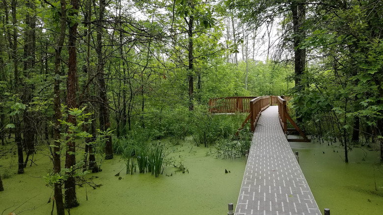 Boardwalk trail over swampy green wetland at Beanblossom Bottoms Nature Preserve
